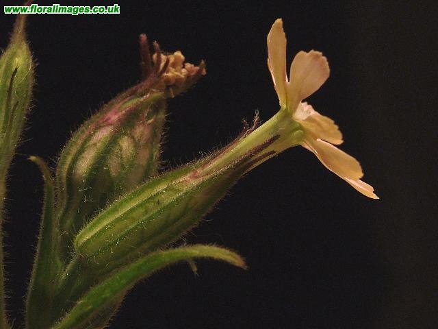 Silene noctiflora