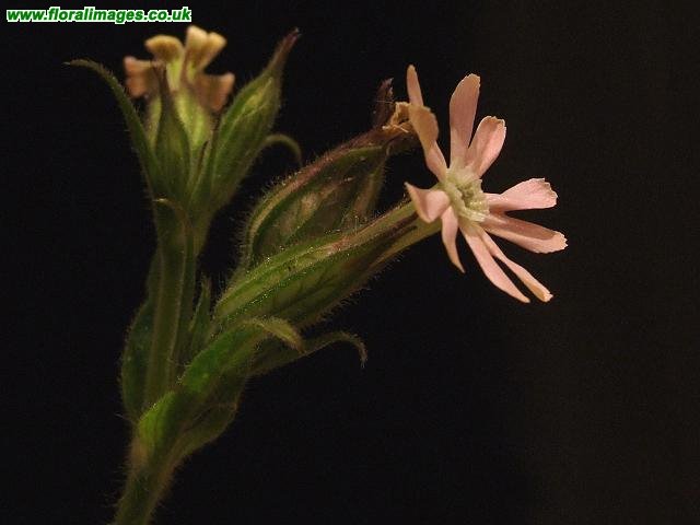Silene noctiflora