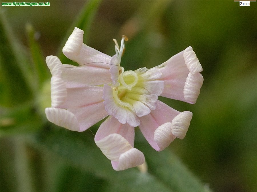 Silene noctiflora