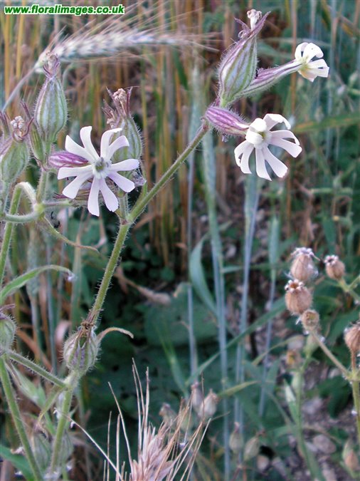 Silene noctiflora