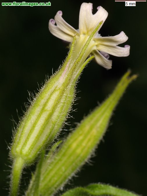 Silene noctiflora