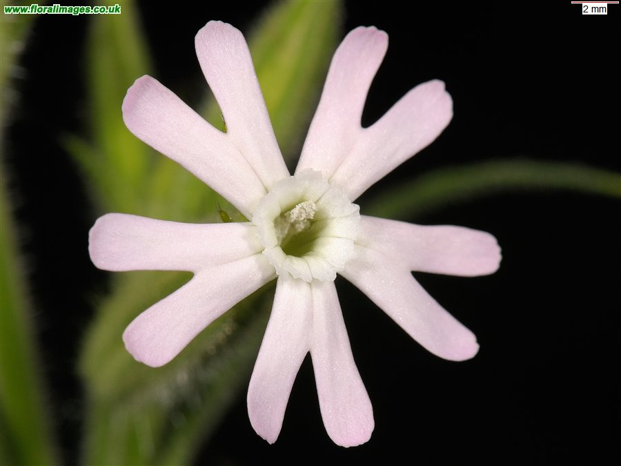 Silene noctiflora