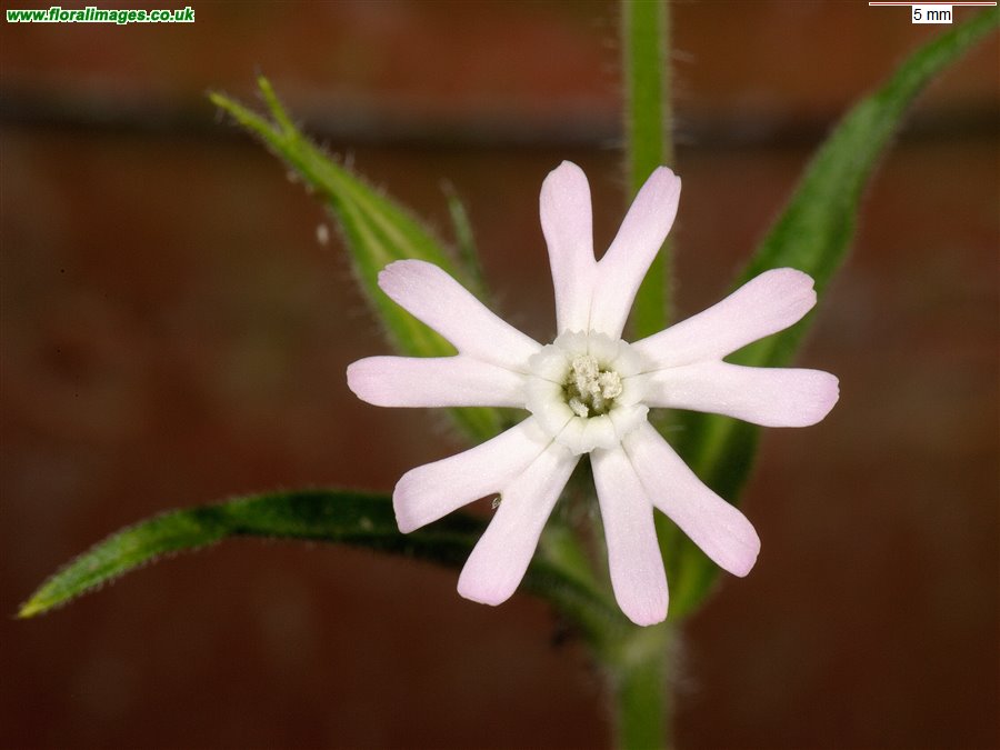 Silene noctiflora