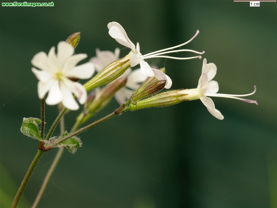 Silene nutans