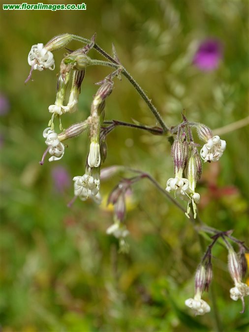 Silene nutans