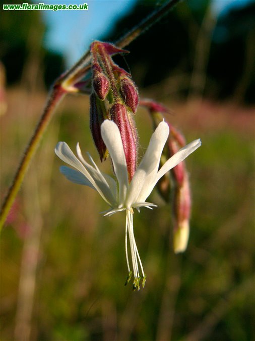 Silene nutans