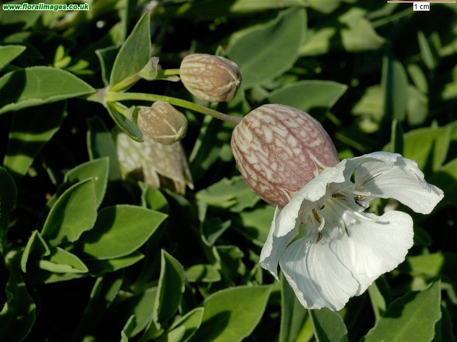 Silene uniflora