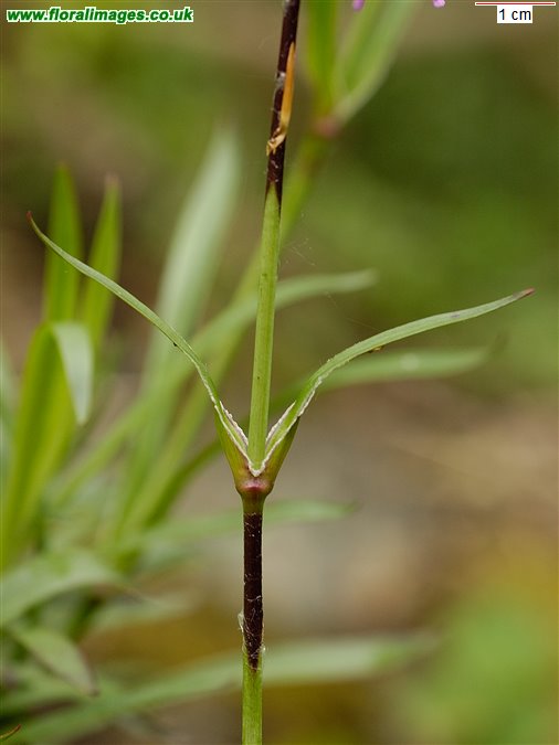 Silene viscaria