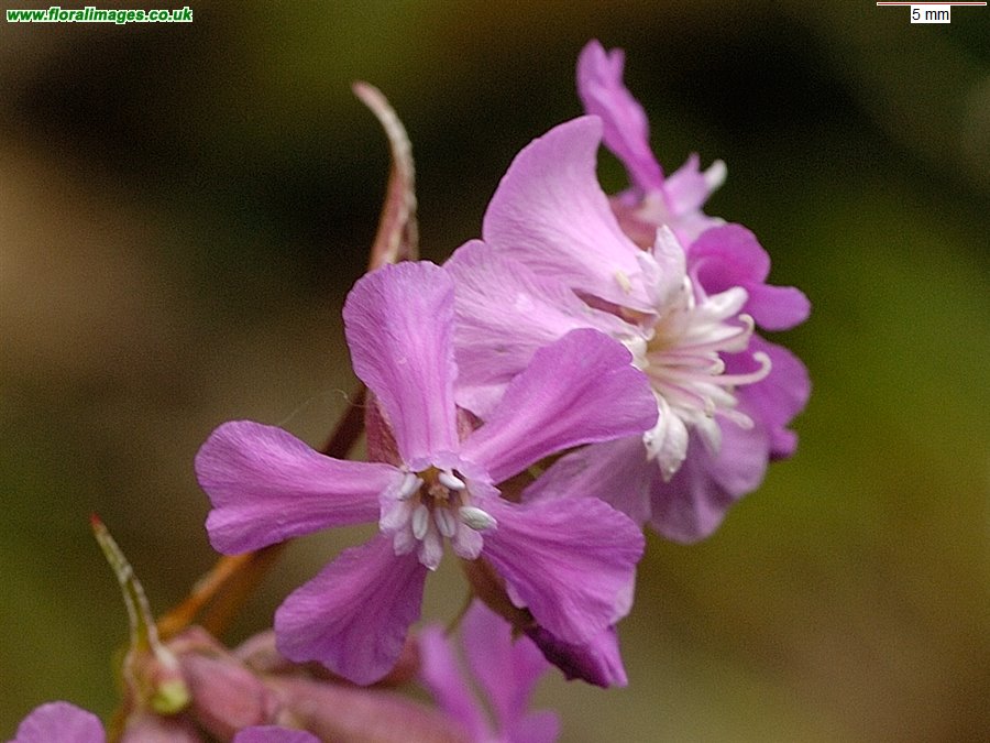 Silene viscaria