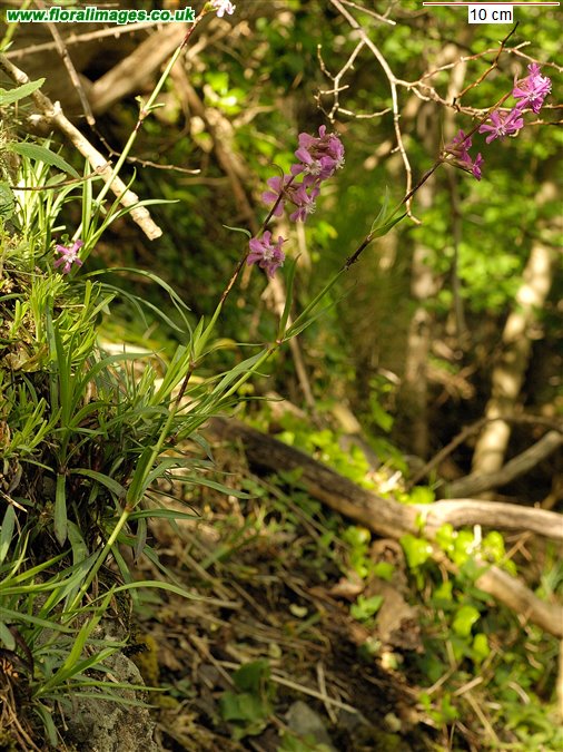 Silene viscaria