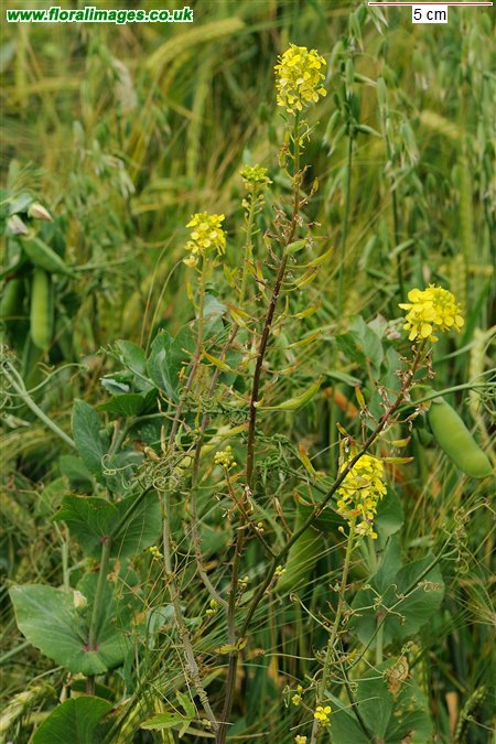 Sinapis alba