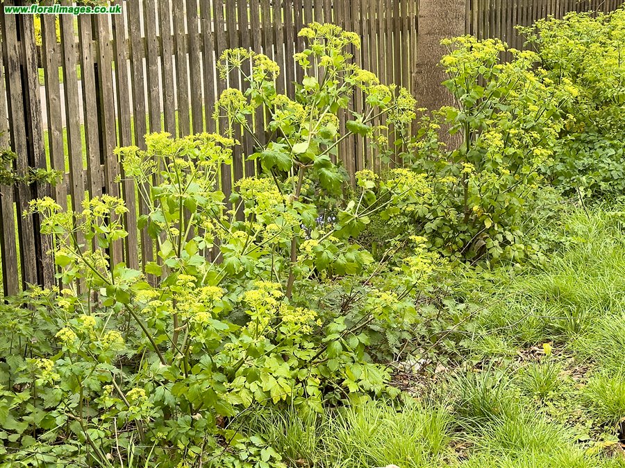 Smyrnium olusatrum
