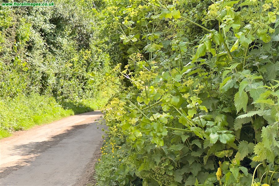 Smyrnium olusatrum