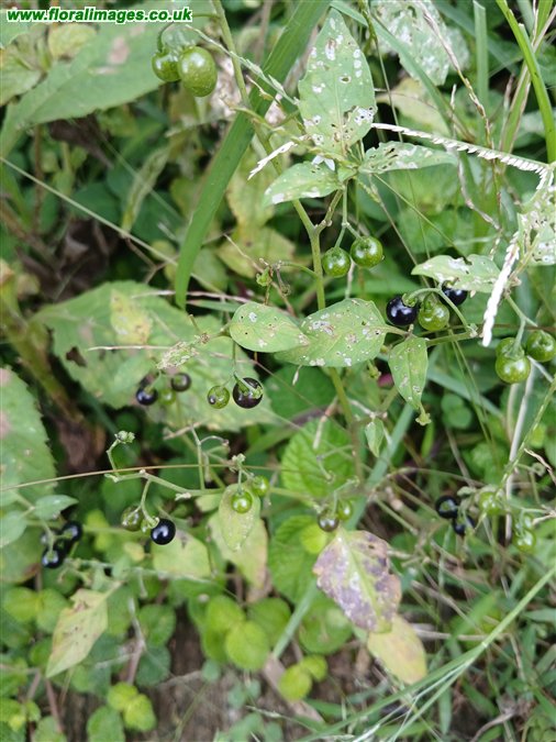 Solanum americanum