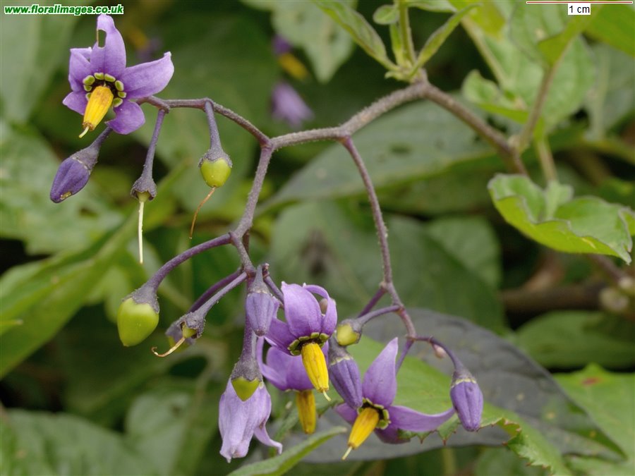 Solanum dulcamara