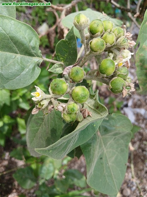 Solanum erianthum