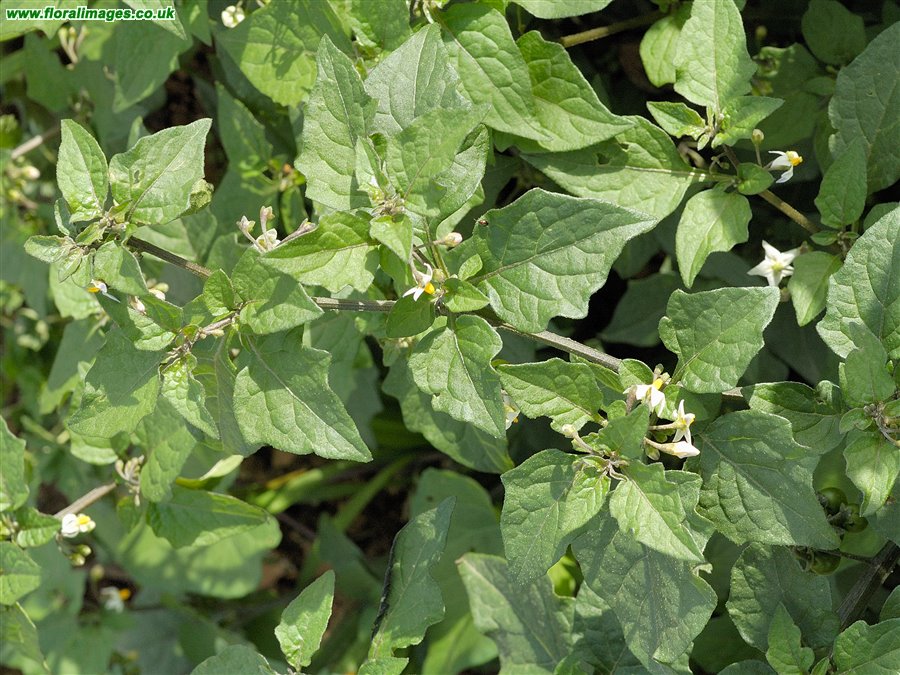 Solanum nigrum