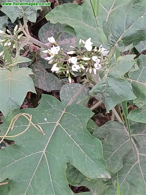 Solanum torvum