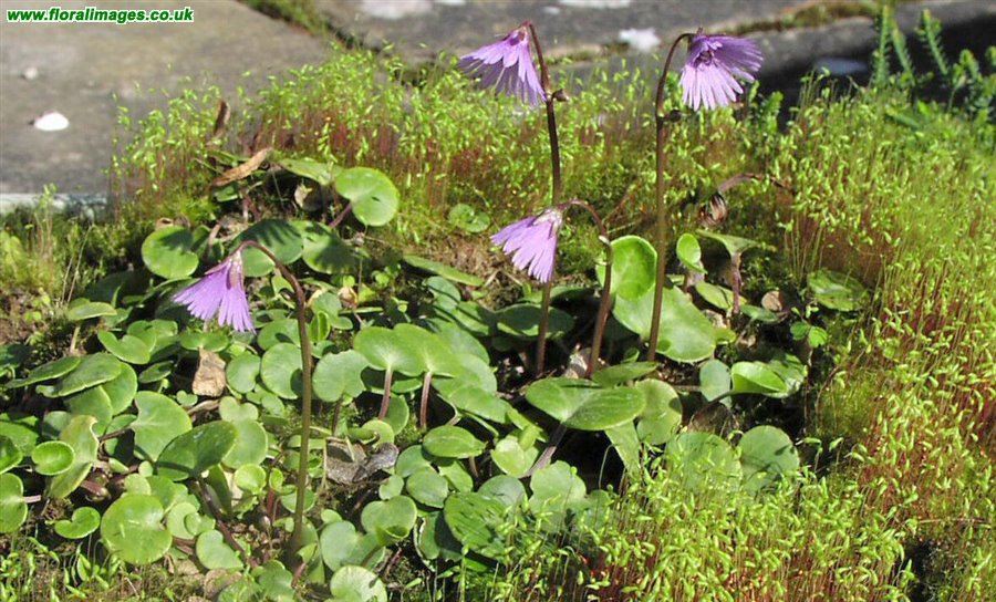 Soldanella alpina