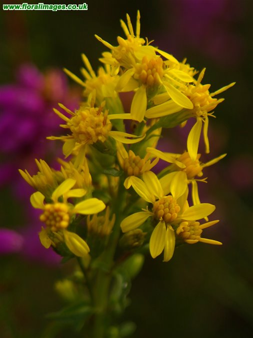 Solidago virgaurea