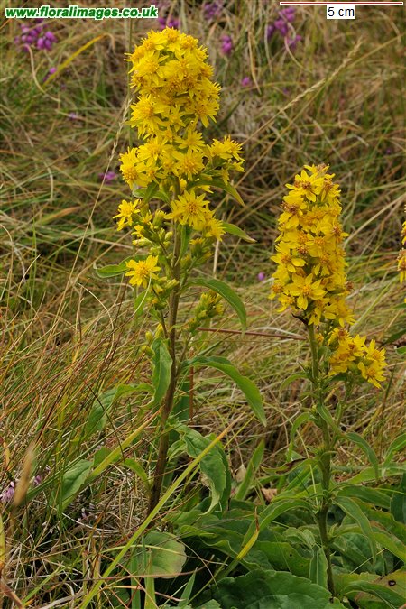 Solidago virgaurea