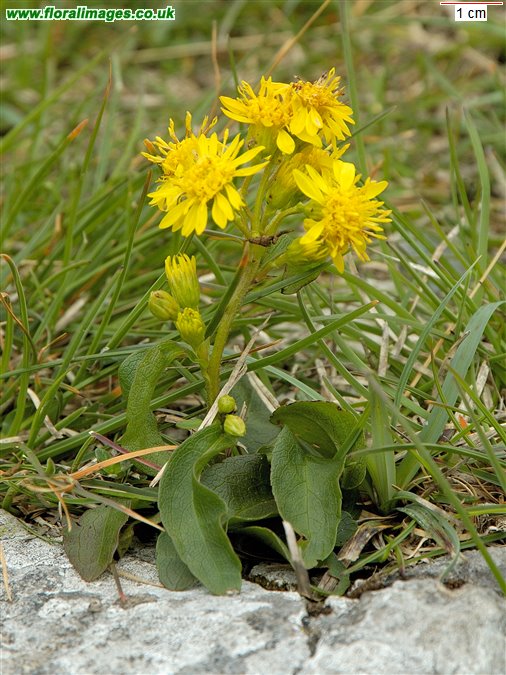 Solidago virgaurea