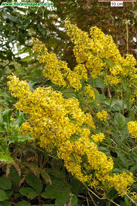 Solidago virgaurea