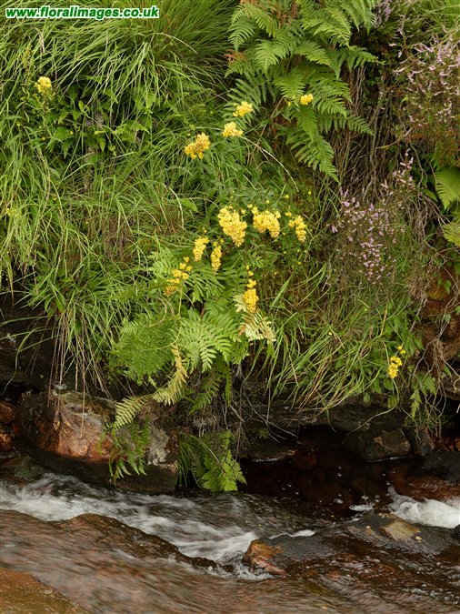 Solidago virgaurea