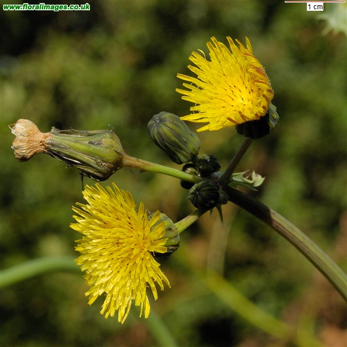 Sonchus asper