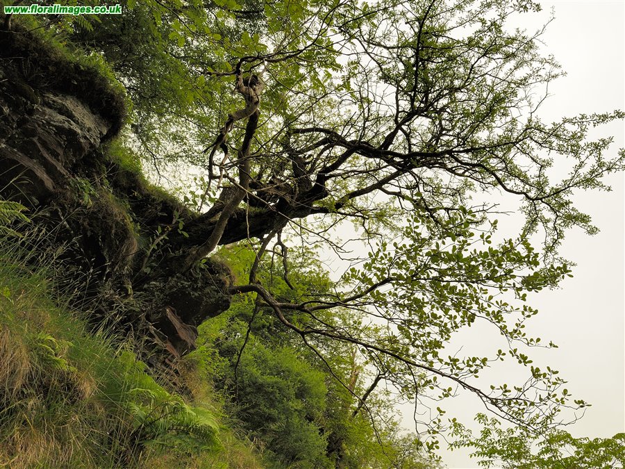 Sorbus stenophylla