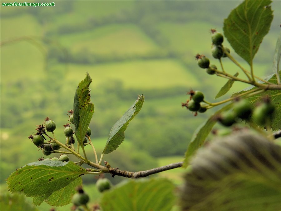 Sorbus stenophylla