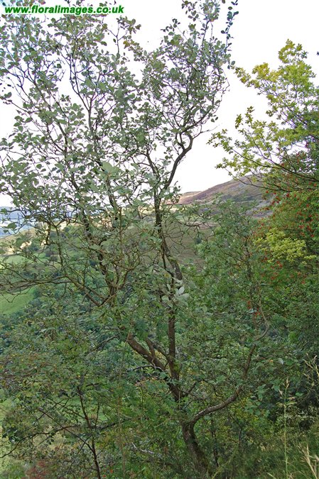 Sorbus stenophylla