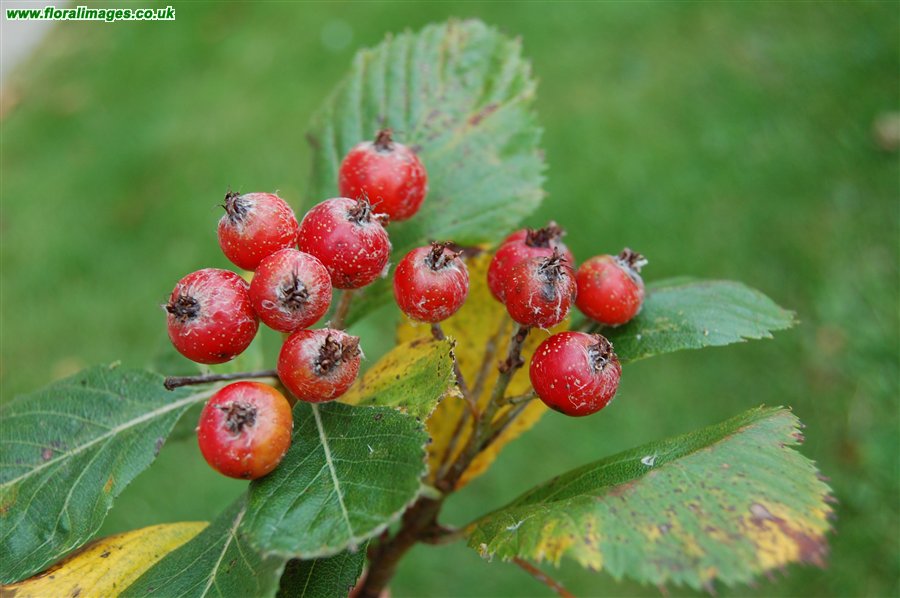 Sorbus stenophylla