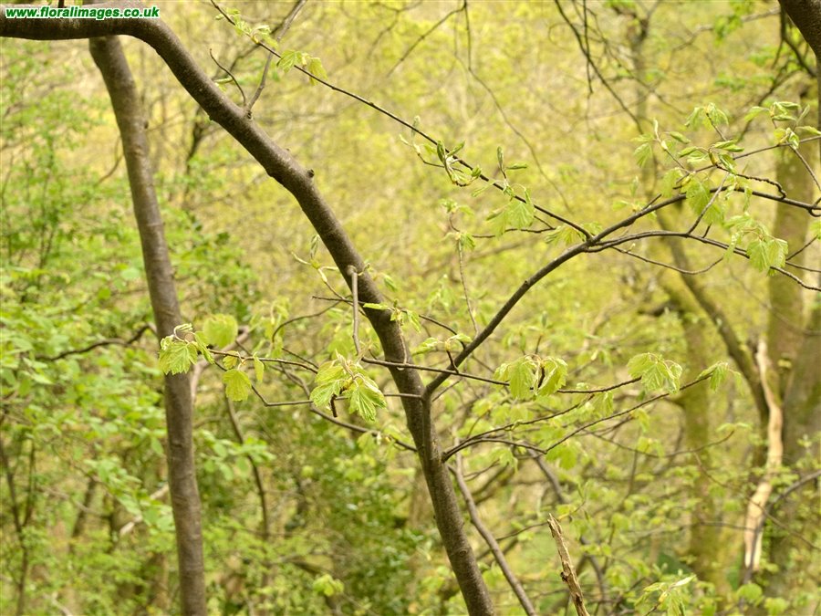 Sorbus torminalis