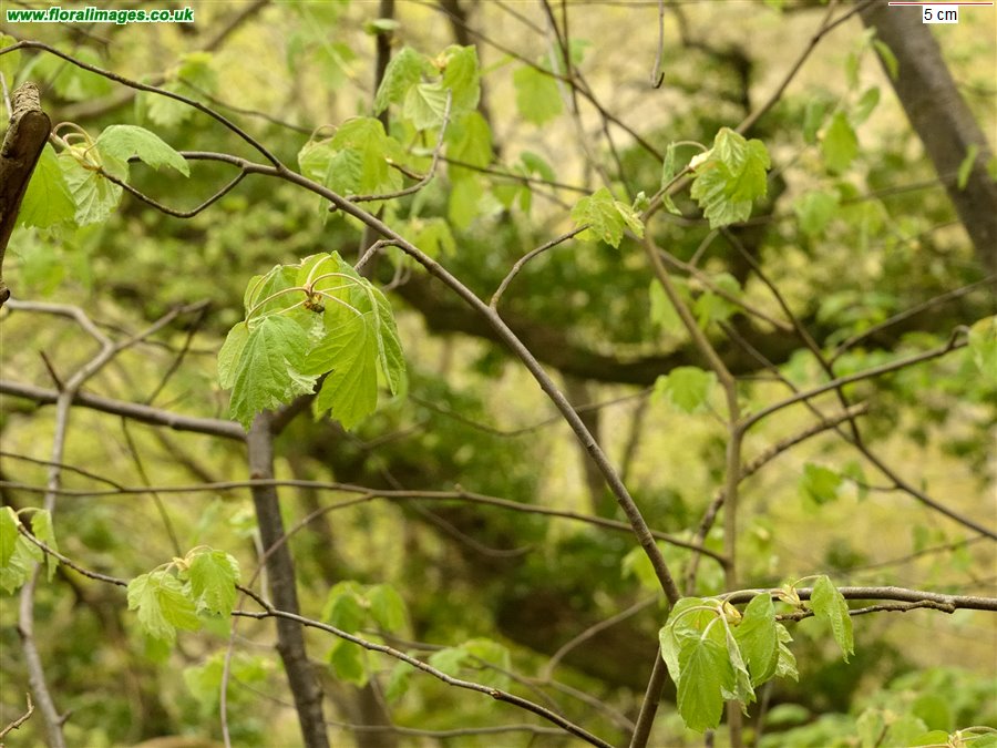 Sorbus torminalis