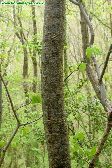 Sorbus torminalis