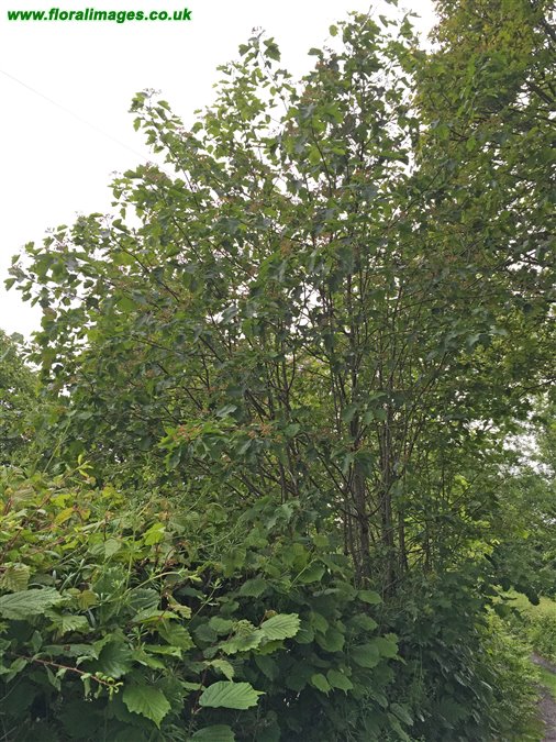 Sorbus torminalis