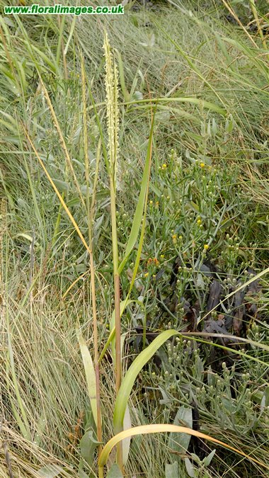 Spartina anglica