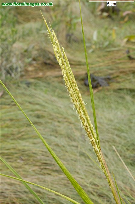 Spartina anglica