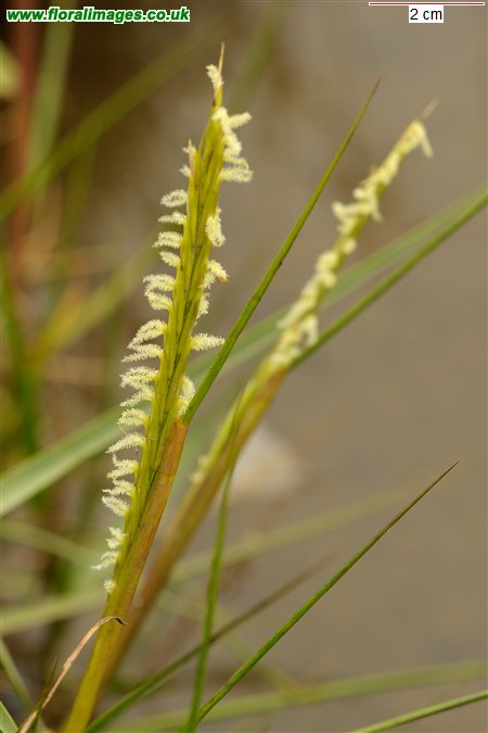 Spartina anglica