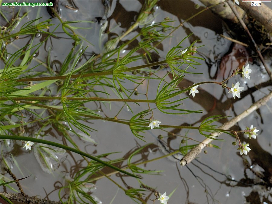 Spergula arvensis