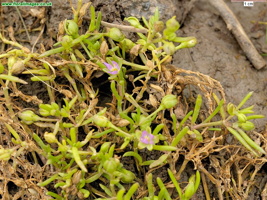Spergularia marina