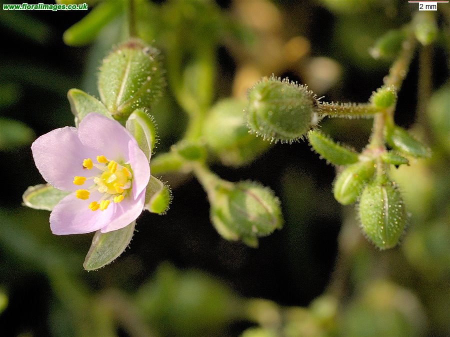 Spergularia rupicola
