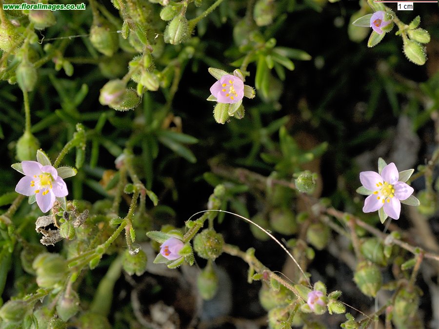 Spergularia rupicola