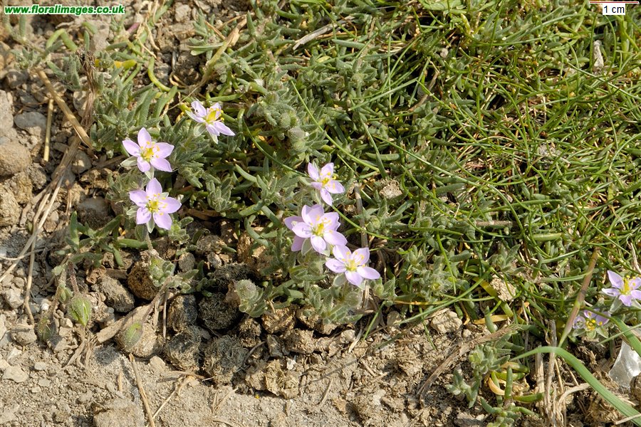 Spergularia rupicola