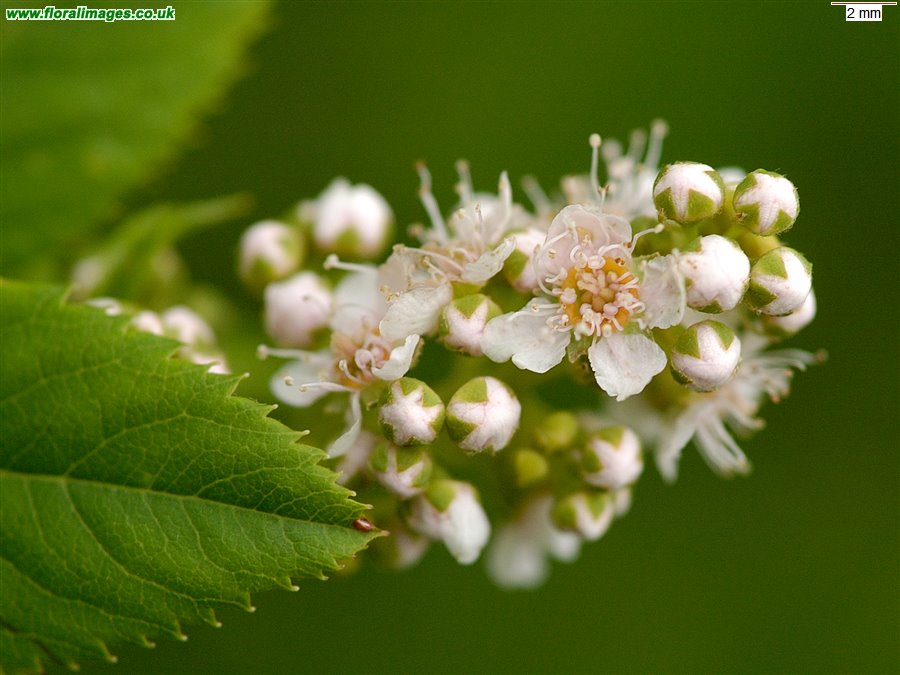 Spiraea x rosalba