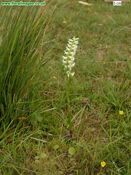 Spiranthes romanzoffiana