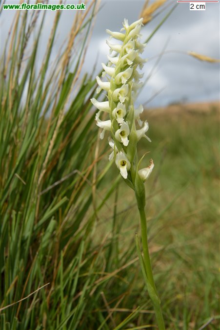 Spiranthes romanzoffiana