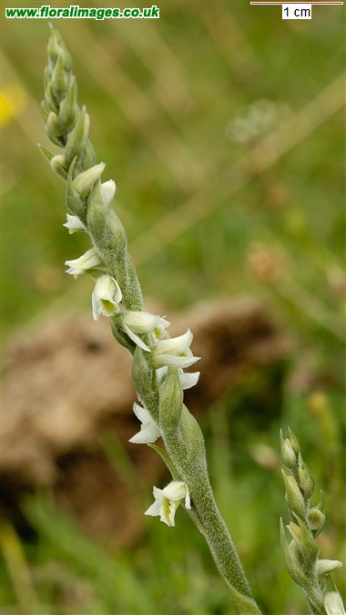 Spiranthes spiralis
