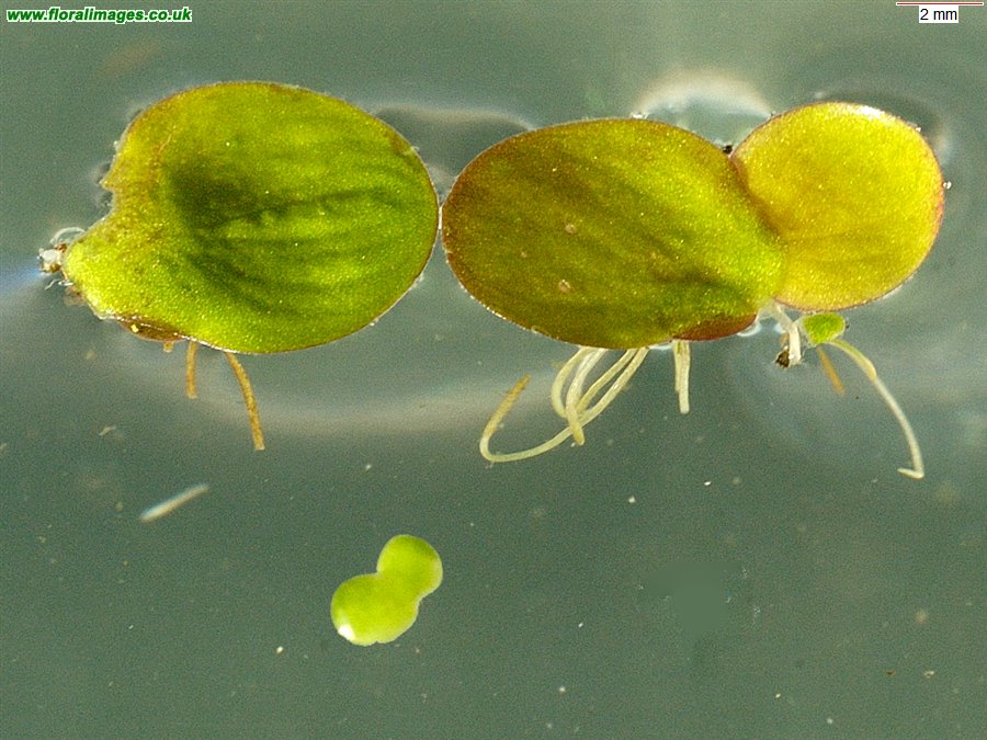 Spirodela polyrhiza